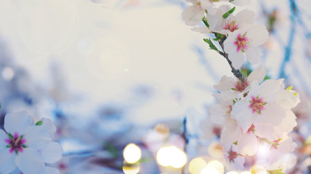 almond tree bloom, close up spring of almond tree over bue sky, toned bannerの写真素材