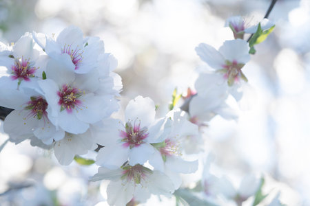 almond tree bloom flowers, close up spring of almond tree twigsの写真素材