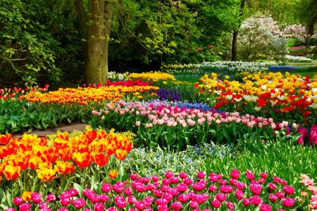 floral background - fresh spring lawn close up with hyacinth and tulip flowersの写真素材