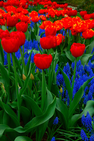 fresh red spring growing tulips and bluebells flowers close upの写真素材