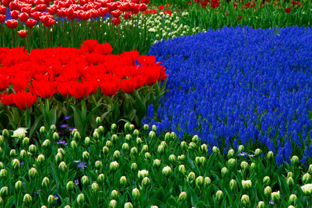 fresh red spring growing tulips and bluebells flowers lawnの写真素材