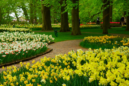 Blooming yelow daffodils flowers with green grass and treesの写真素材
