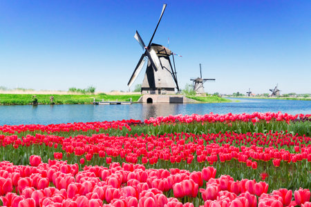 dutch windmill over pink tulips field , Hollandの写真素材