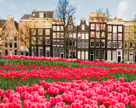 Facades of dutch historical houses with tulips, Amsterdam scenery, Netherlandsの写真素材