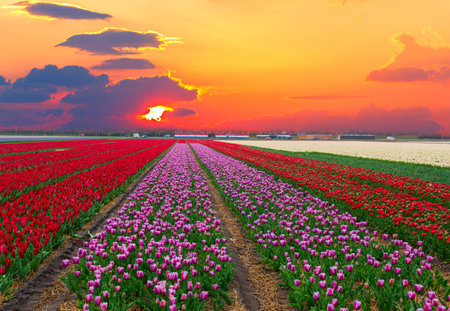 Rows of pink an red dutch tulips close upの写真素材