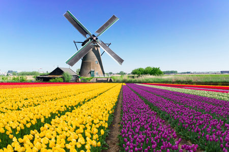 dutch windmill over yellow tulips field , Holland, retro tonedの写真素材
