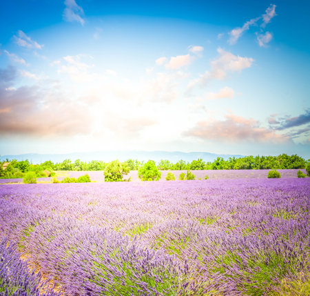 landscape with rows of fresh lavender flowers field under summer blue sky, France, retro tonedの写真素材