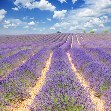 landscape with rows of lavender field under blue sky with clouds , Franceの写真素材