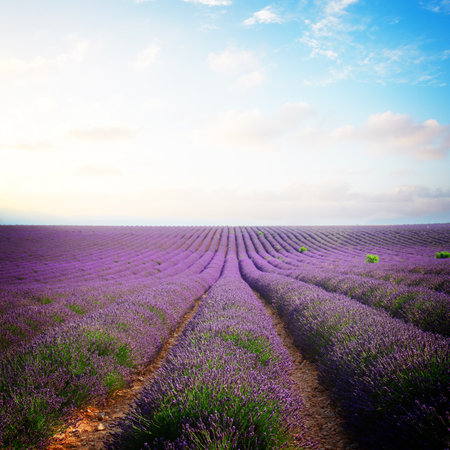 Lavender flowers field rows with summer blue and pink sunset sky, Provence, Franceの写真素材