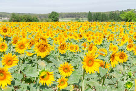 Field of colorful sunflowers at bright summer dayの写真素材