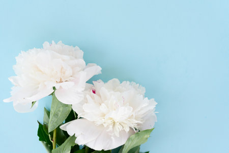 Fresh white peony flowers on blue backgroundの写真素材