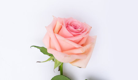 Rose fresh flower on table from above with copy space, flat lay sceneの写真素材