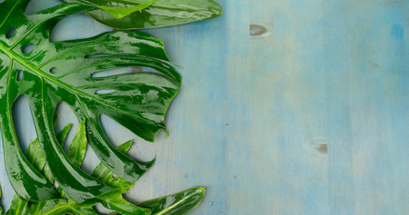 Summer flat lay border with tropical leaves on blue background with copy spaceの写真素材