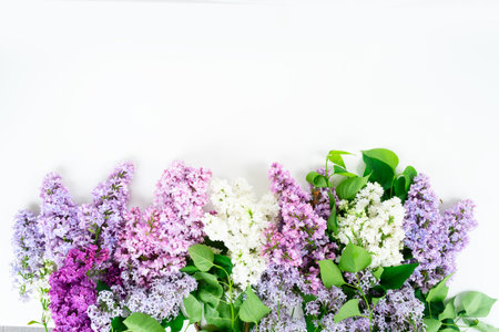 Lilac flowers border over white background with copy spaceの写真素材