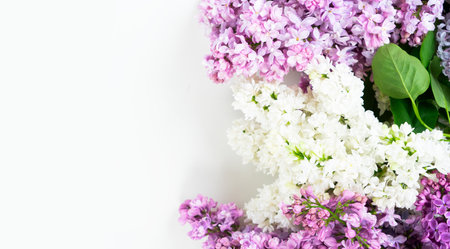 Fresh lilac spring flowers and leaves border over white background with copy spaceの写真素材