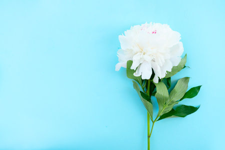 One fresh peony flower on blue background with copy spaceの写真素材