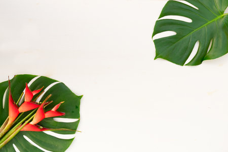 Tropical green fresh monstera leaves and exotic flowers isolated on white backgroundの写真素材