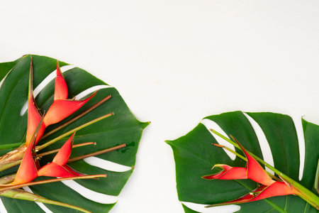 Tropical green fresh monstera leaves and exotic flowers border on gray wooden backgroundの写真素材