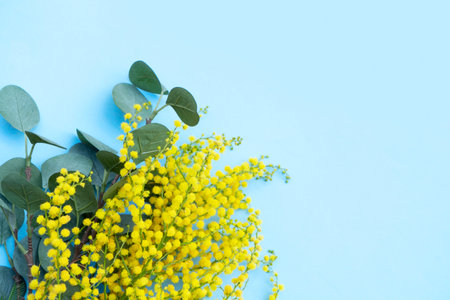 Mimosa yellow flowers on blue spring background, 8 march day background with copy space, mimose is traditional flowers for international womans day 8 of marchの写真素材