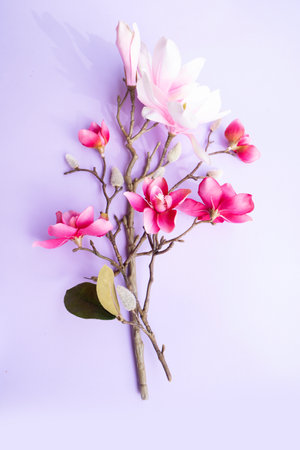 Blooming pink magnolia tree branch with flowers against violet backgroundの写真素材