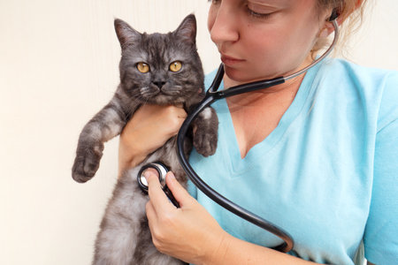 Woman veterinarian doctor holds sick cat close-up. Diagnostics of pets health in veterinary clinic concept.の写真素材