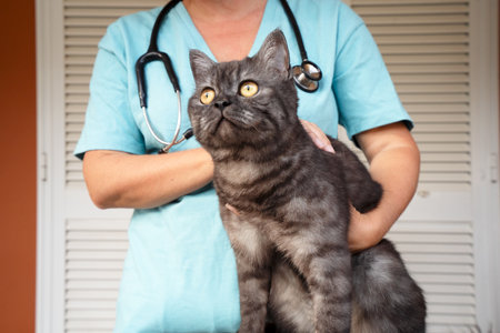 Woman veterinarian doctor holds sick cat close-up. Diagnostics of pets health in veterinary clinic concept.の写真素材