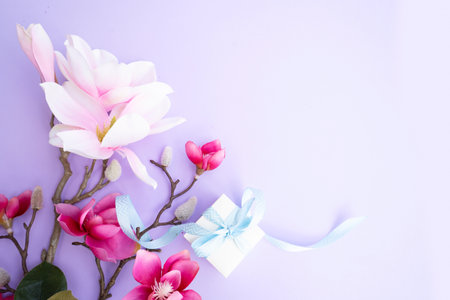 Blooming pink magnolia tree branch with flowers with gift box against violet backgroundの写真素材