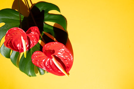 tropical leaves greenery with green leaves and red anthurium flowers over bright yellow backgroundの写真素材