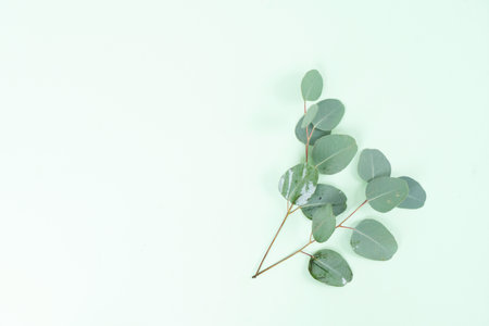 wedding or mothers day background green eucaliptus leaves over mint green background with copy spaceの写真素材