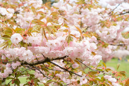 Cherry tree blossoming tree close up, pink cloud of flowersの写真素材