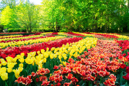 fresh spring lawn with rows of blooming flowersの写真素材