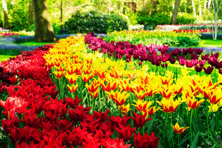 fresh spring lawn with rows of blooming fresh multicolored tulips flowersの写真素材