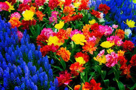 floral background - fresh spring lawn with blooming tulips and bluebell flowersの写真素材