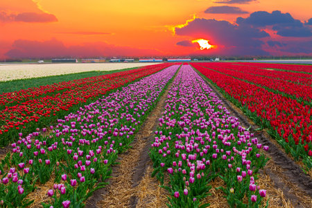Rows of pink an red dutch tulips close upの写真素材