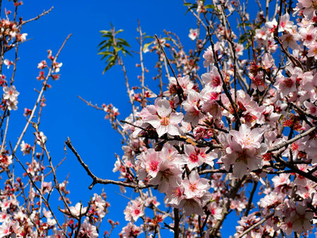 almond tree tender pink bloom, close up spring of almond tree twigs on blue sky backgroundの写真素材