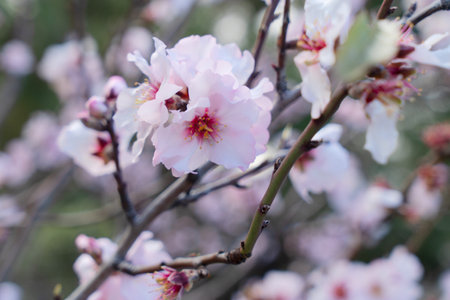 almond tree tender pink bloom, close up spring of almond tree twigs on blue sky backgroundの写真素材