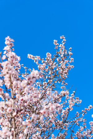 almond tree tender pink bloom, blue spring of almond tree twigs on blue sky backgroundの写真素材