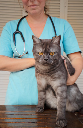 Woman veterinarian doctor holds sick cat close-up. Diagnostics of pets health in veterinary clinic concept.の写真素材