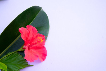 Tropical leaves and flowers over violet background, summer background with copy spaceの写真素材