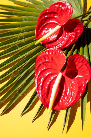 tropical leaves greenery with green leaves and red anthurium flowers over bright yellow backgroundの写真素材