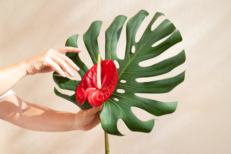 Hand holding tropical leaves greenery with green leaves and red anthurium flowersの写真素材