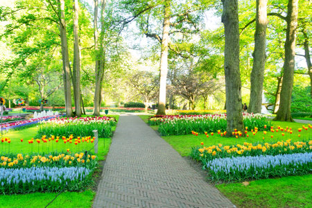 Colourful Tulips Flowerbeds and paved Path in an Spring Formal Gardenの写真素材