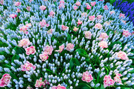 Blue muscari and pink tulips flowers natural backgroundの写真素材