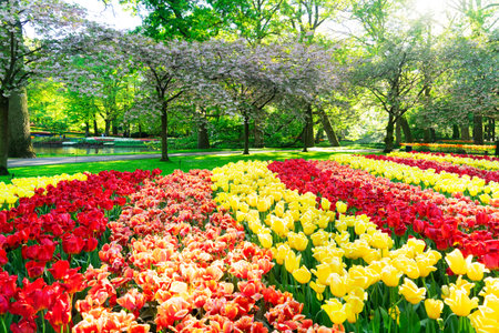 bright spring lawn with rows of blooming flowersの写真素材