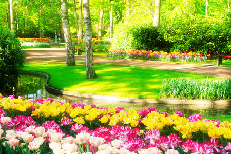 fresh spring lawn with blooming double tulips flowersの写真素材