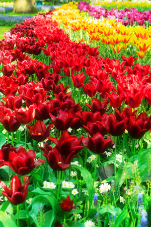 fresh spring lawn with blooming red and yellow spring tulips flowers, retro tonedの写真素材