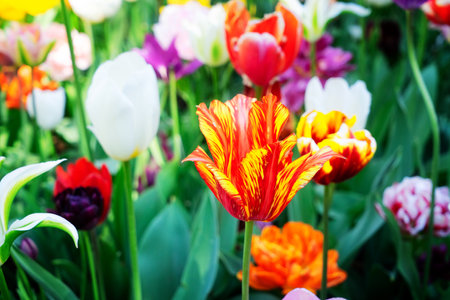 Mix of blooming tulips in garden close up at springの写真素材