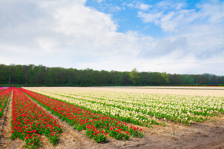Rows of pink an red dutch tulips close upの写真素材