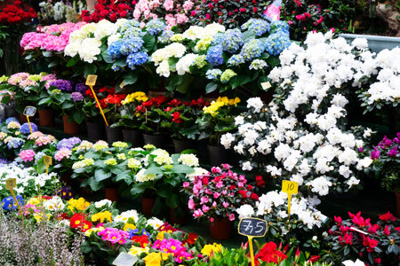Paris flower market with fresh flowers pots close up at Cite island, Paris Franceの写真素材