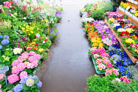 Paris flower market with fresh flowers pots at Cite island, Paris Franceの写真素材